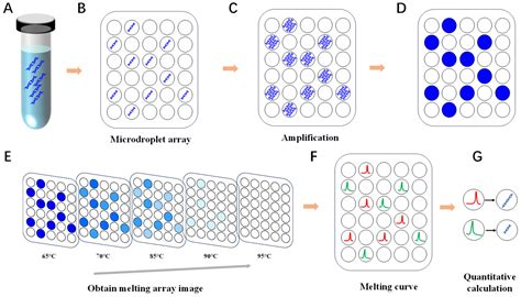Digital Melting Curve Analysis for Multiplex Quantification of Nucleic ...