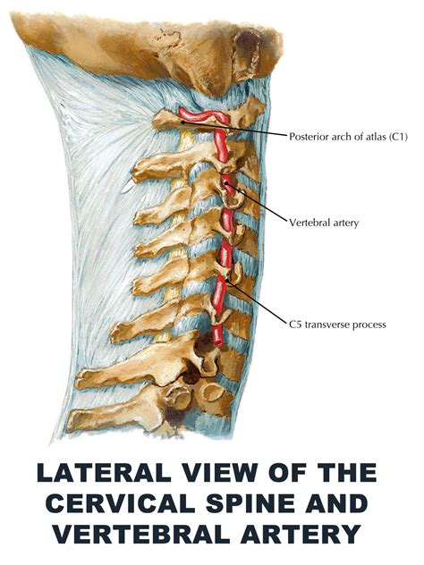 Vertebral Artery Anatomy