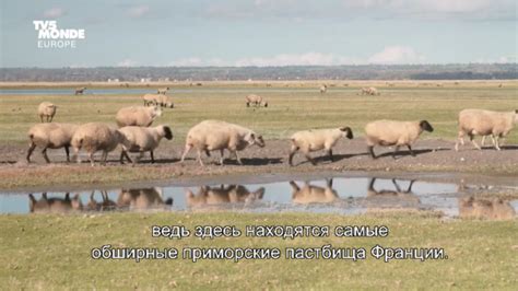 Залив больших приливов и отливов / La baie de la grande maree ...