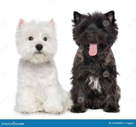 West Highland Black Terrier