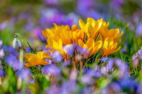 Image result for Spring Flower Types