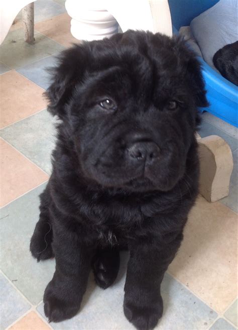 Bear Coat Shar Pei Philippines at Hugo Brecht blog