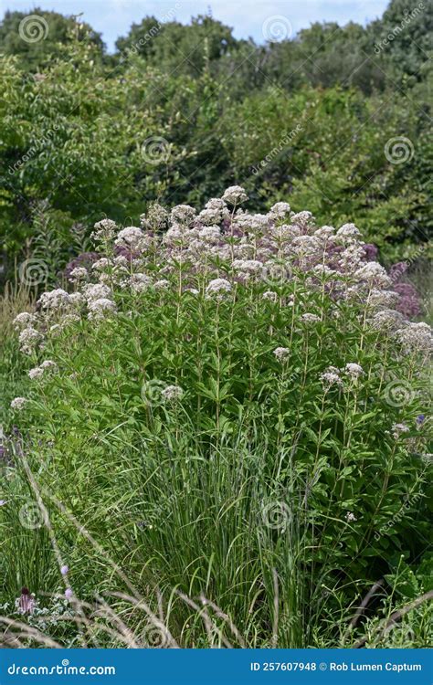 Sweet Scented Joe-Pye Weed Eupatorium Maculatum Snowball White ...