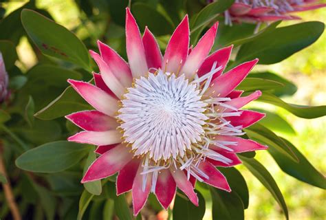 Endangered Species Of Plants