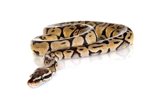 Image result for Snake Discovery Ball Python