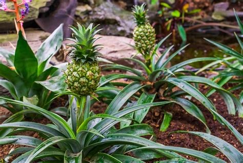 Where Are The Seeds Of A Pineapple | Storables