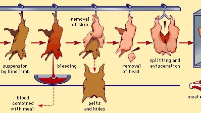 Image result for Sheep Slaughter Process
