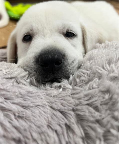 How Much Is A White Lab Puppy