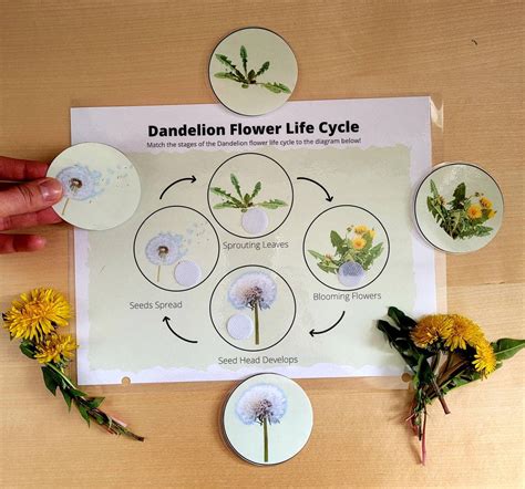 Dandelion Life Cycle Diagram