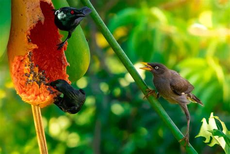 Can Birds Eat Papaya? Read On To Find Out the Answers!