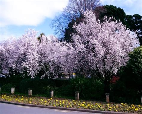Flowering Plum Tree 的图像结果