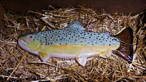 German Brown Trout (fish)