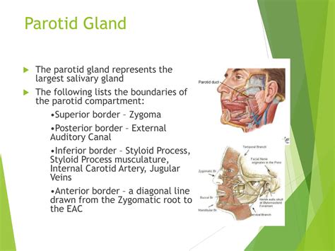 salivary gland investigation and management.ppt - borders of parotid gland