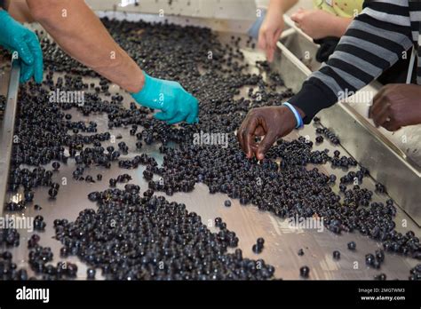 Image result for Hand Sorting Method