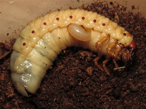 Rhino Beetle Larvae Food