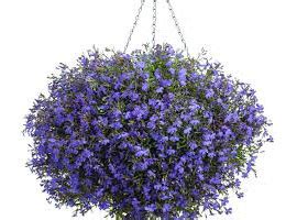 Flora World is dealing in Plants and Nursery