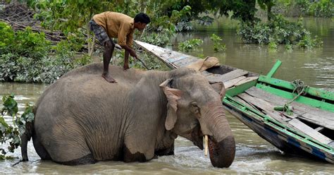 It's Not Only A Human Tragedy, 286 Animals Too Have Been Killed In ...