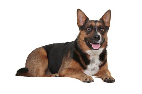 German Shepherd Corgi