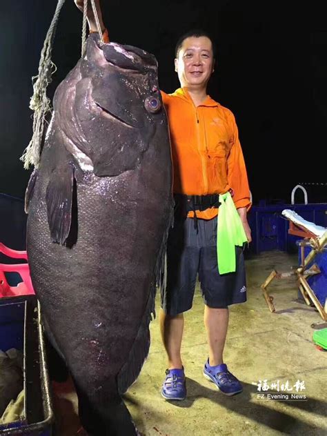 福建福州一男子海南岛收获惊喜 海钓一头100多公斤石斑鱼 - 海洋财富网