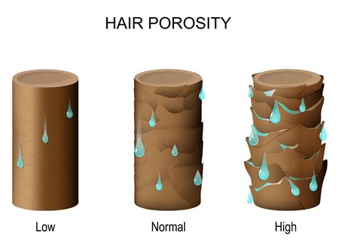 High Porosity Hair: The Definitive Guide For Porous Hair