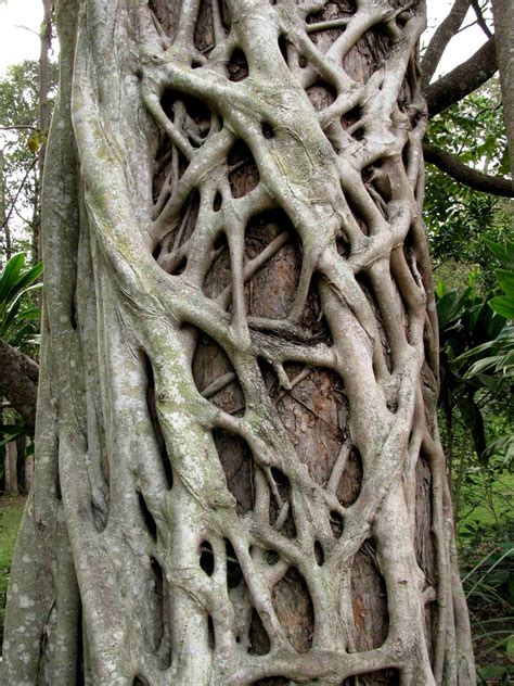 pictures of strangler figs | Strangler fig Fig Drawing, Weird Trees ...