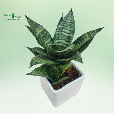 Green Dwarf Snake Plant