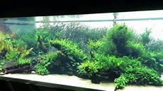 amano aquascape aqua scape takashi amano lisboa lissabon amano aquascape aqua scape takashi amano lisboa lissabon
