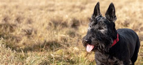 Scottie, Scottish Terrier Adoption: Scottie, Scottish Terrier Puppies ...