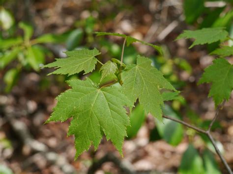 Image result for Red Maple Tree Identification