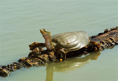 23 Turtles Rescued In Gurugram By Wildlife Department, Released In ...