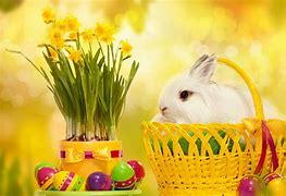 Image result for Spring Easter Bunnies