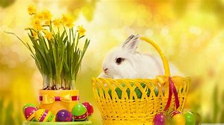 Image result for Adorable Bunnies of Spring