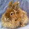 Image result for Baby Lion Head Bunnies