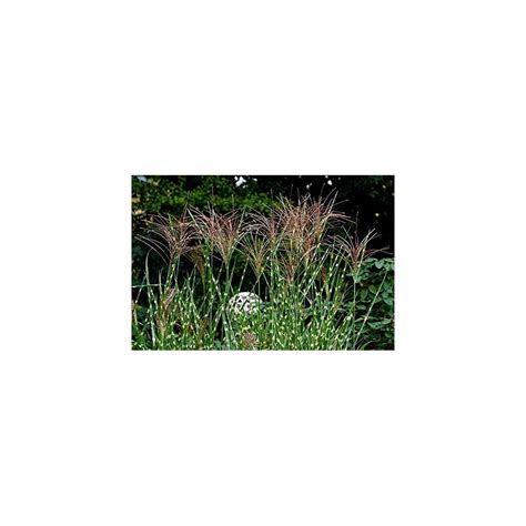Buy Zebra Grass Variegated Maiden Grass Miscanthus Sinensis Zebrinus ...