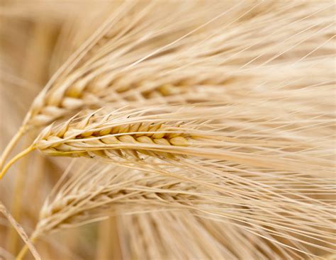 Getreidepreise: Futtergerste fast so teuer wie Braugerste | agrarheute.com