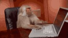 Image result for Monkey Using a Computer GIF
