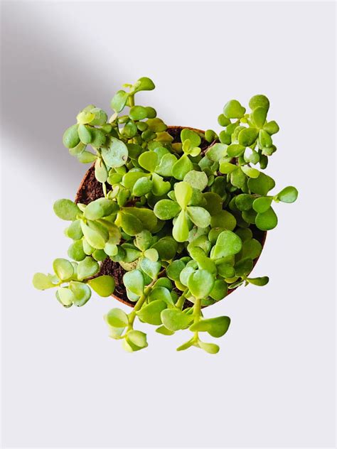 Money Attracting Plants Combo (Small) – Greenkin