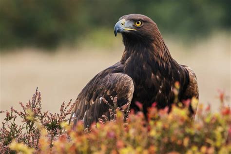 15 Largest Birds of Prey in the World - Wildlife Explained