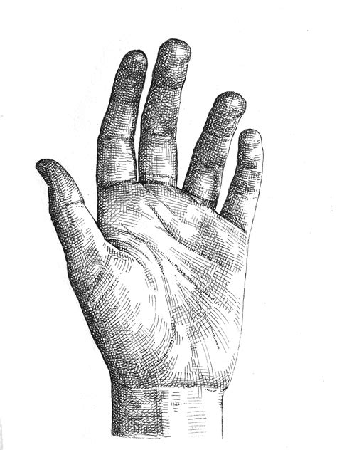 Crosshatching: How to draw a hand - Artists & Illustrators