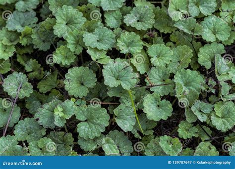 Creeping Charlie Or Jenny Ground Cover - Glechoma Hederacea Stock Photo ...