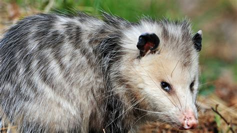 Opossum facts: Gentle marsupials don't get rabies, are immune to venom