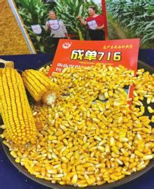 产品中心 / 玉米小麦类_河北密丹亿肥料有限公司-企业官网