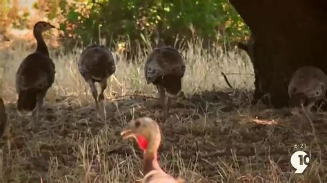 Hook & Hunting: Michigan DNR holding a drawing for fall turkey hunting ...