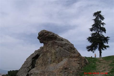 Niobe(Ağlayan Kaya) ve Kır Kahvesi... - agaclar.net