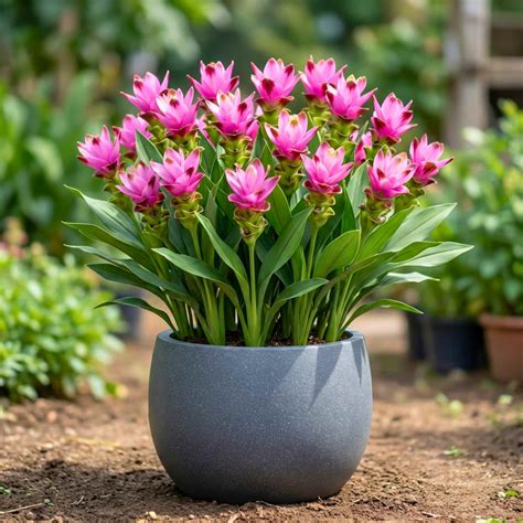 Buy Best Quality Curcuma Pink Bulb Flower Online – Organicbazar