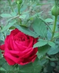 Aro Rose, Flower seeds Seed Price in India - Buy Aro Rose, Flower seeds ...