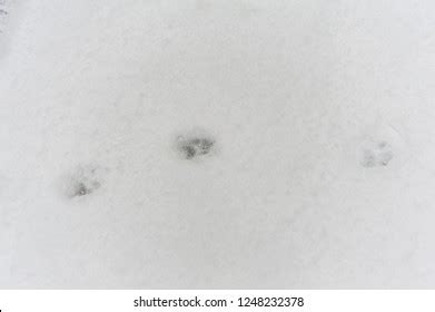 89 Raccoon Tracks Snow Royalty-Free Images, Stock Photos & Pictures ...