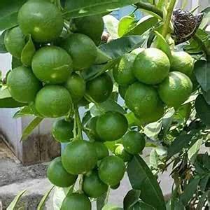BISWAS PLANTS HOUSE' Sweet Kumquats/Citrus Japonica/Mini Orange ...