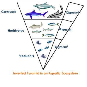 Ecosystem , Trophic Levels , Productivity , Nutrient Cycling | Science ...