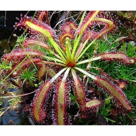 Carnivorous Plants Sundew